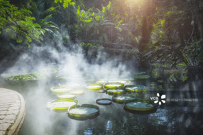雾气升腾的热带雨林公园图片素材