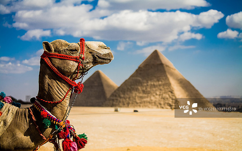 埃及的骆驼图片素材