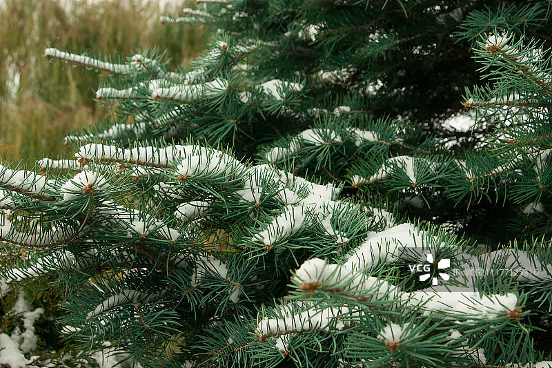 森林里有雪的圣诞树树枝图片素材