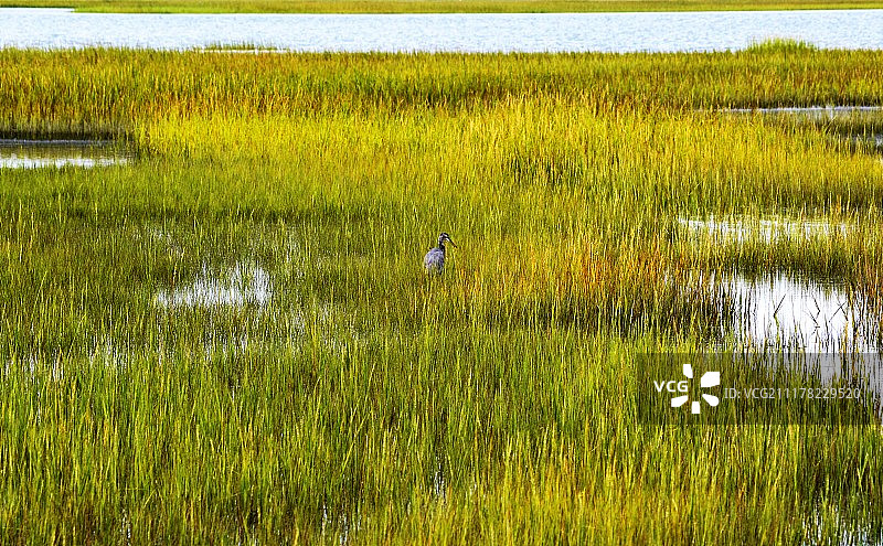 湿地上的鸟类图片素材