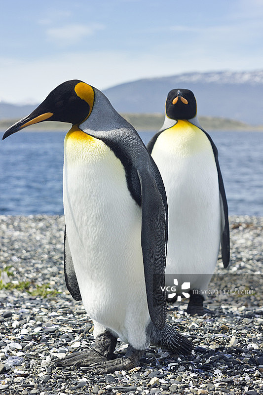两只帝企鹅在海边图片素材