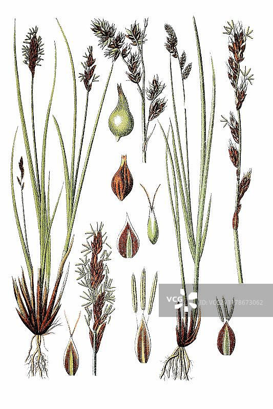 纤维状的丛状莎草(苔草似是)，左，和圆锥莎草(苔草属)，右，药用植物，历史的色版画，大约1796年图片素材