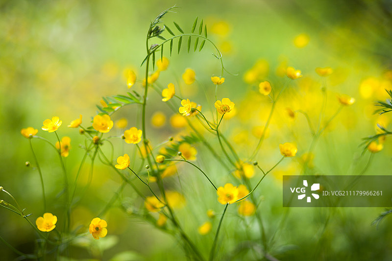 绿草里的黄色小花图片素材