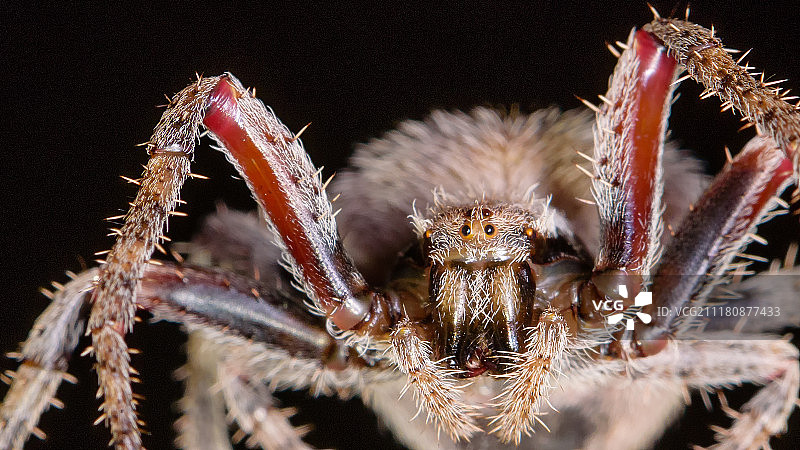 美丽的雌性毛茸茸地蜘蛛Ii (Neoscona)图片素材