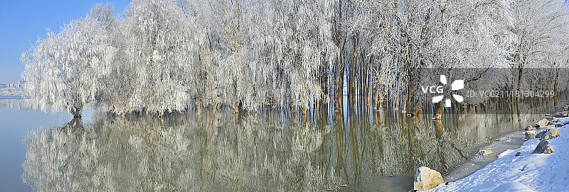 多瑙河上冬天结霜的树木图片素材