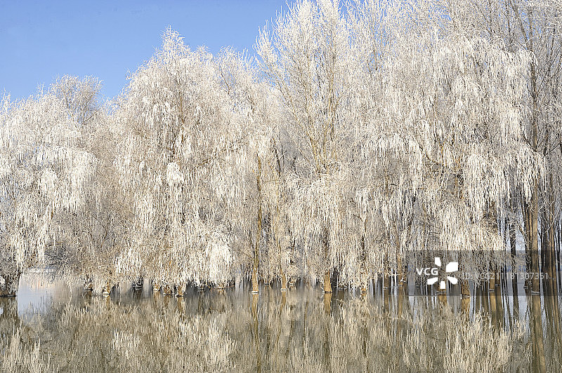 多瑙河上冬天结霜的树木图片素材