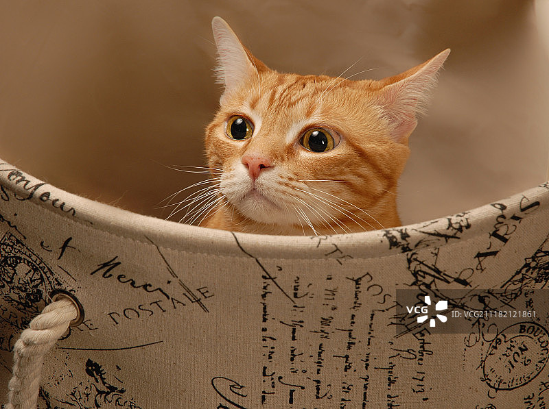 篮子里的姜猫图片素材