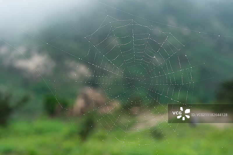 雨后挂满水珠的蜘蛛网图片素材