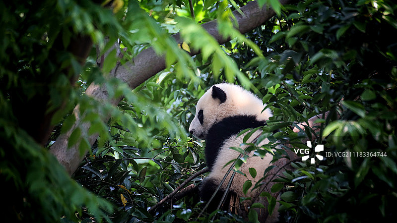 熊猫基地的熊猫图片素材
