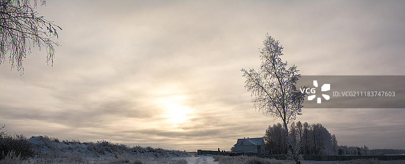 俄罗斯冬季白桦在雪图片素材