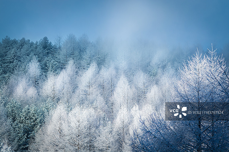 雪树图片素材