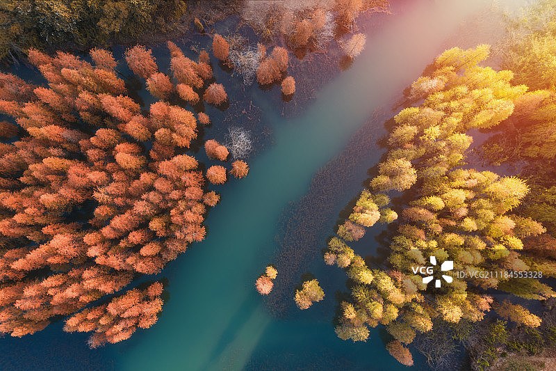中山市自然保护区秋天的水杉图片素材