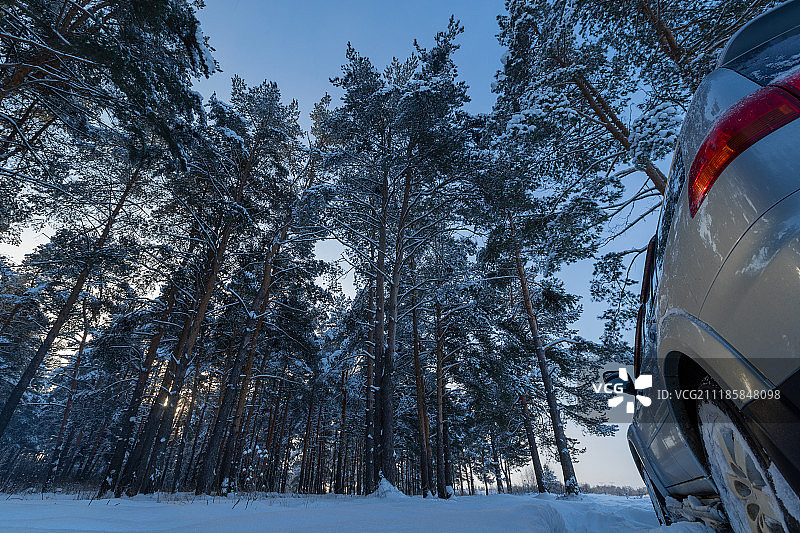 松林在冬天晴朗的一天图片素材