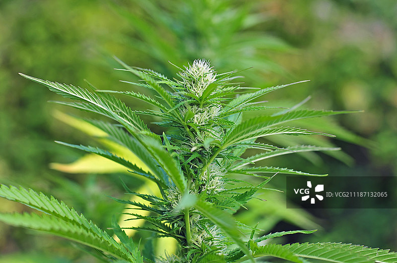 开花阶段的大麻植物图片素材