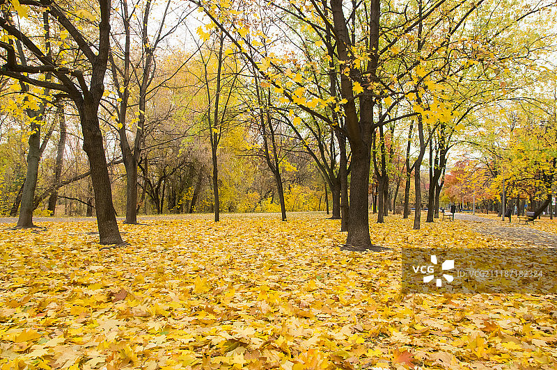 秋天的黄叶公园图片素材