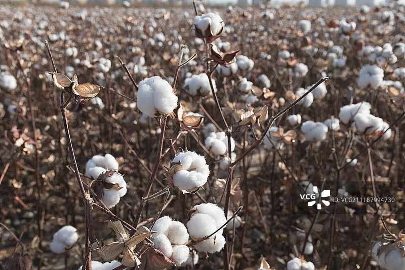 新疆哈密成熟的棉花团图片素材