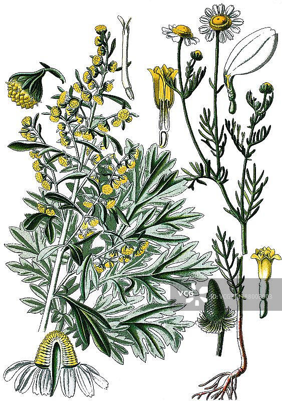 苦艾或绿姜(艾蒿)，左，和德国洋甘菊(洋甘菊)，右，药用植物，历史色板，约1870年图片素材