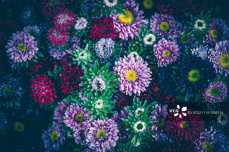 明亮的多色紫苑背景图片素材
