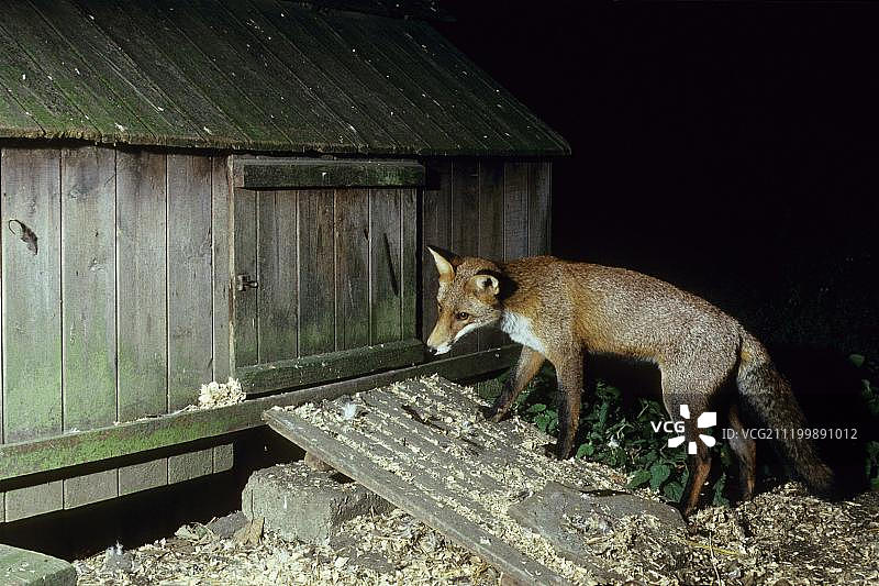赤狐(Vulpes Vulpes)雄站在鸡舍外图片素材