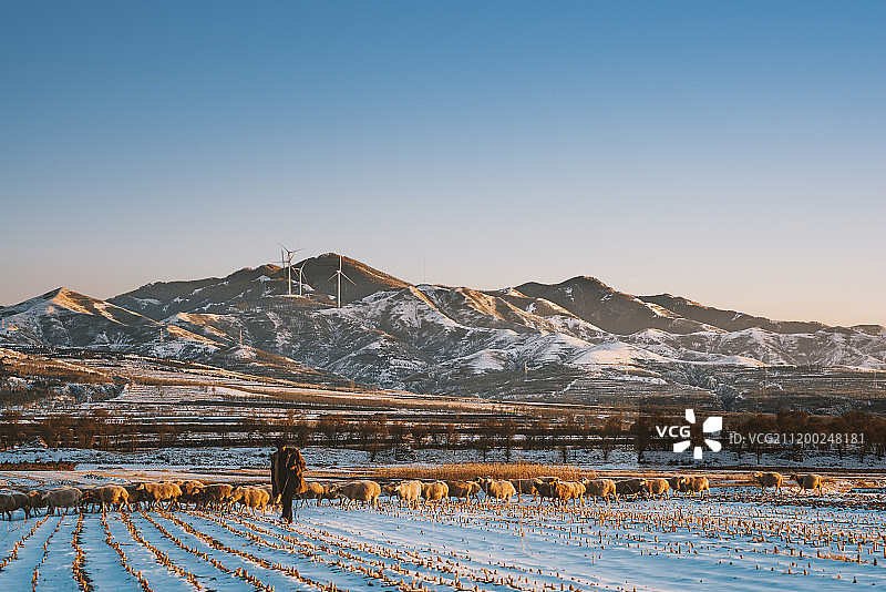 山西省大同市夕阳下放羊老叟与羊群于群雪山图片素材