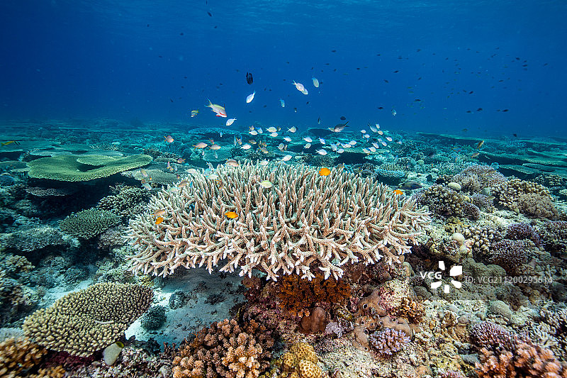 鹿角珊瑚图片素材
