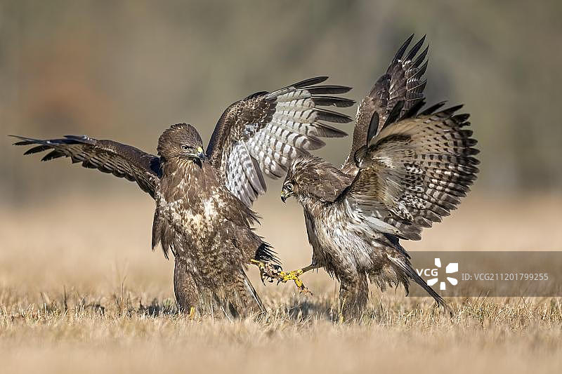 普通秃鹰争夺食物，中易北生物圈保护区，德国，欧洲图片素材