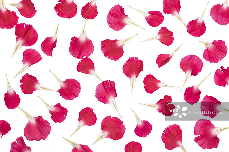 透光下新鲜美丽的康乃馨花瓣背景图片素材
