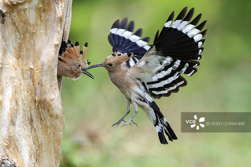 欧洲匈牙利基斯昆萨格国家公园，戴高帽鸟(Upupa epops)在喂养一只幼鸟时接近筑巢洞图片素材