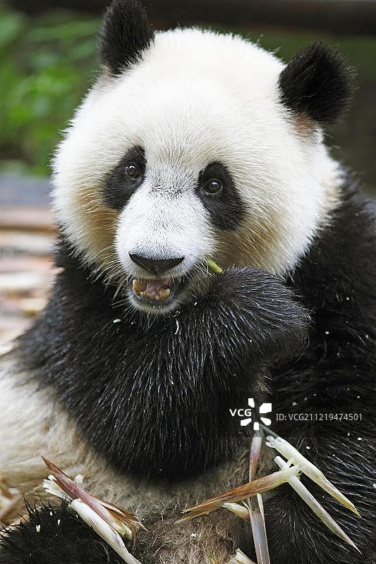 大熊猫(Ailuropoda melanoleuca)吃竹笋，成都大熊猫繁育研究基地，四川成都，中国，亚洲图片素材