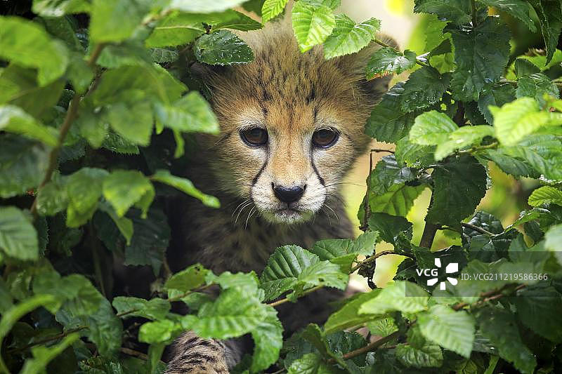 苏丹猎豹，幼小的动物，十周大，在树上，苏丹，圈养，非洲图片素材
