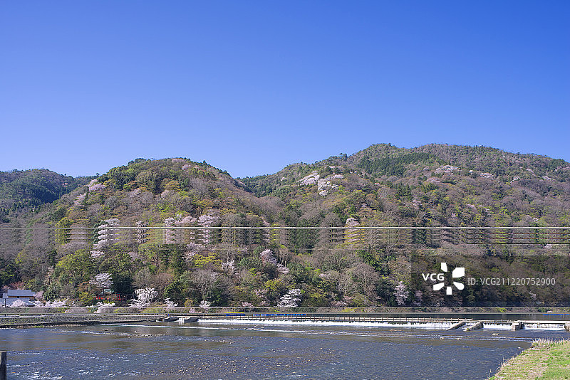 樱花盛开的桂河，岚山，日本京都图片素材