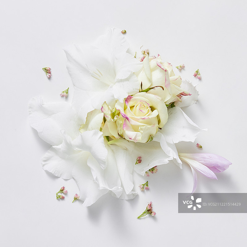 花的白色背景图片素材