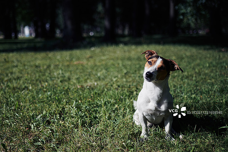 可爱的狗坐在草坪上图片素材