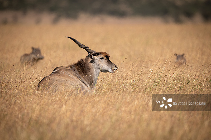 大羚羊躺在长草上，旁边是疣猪图片素材