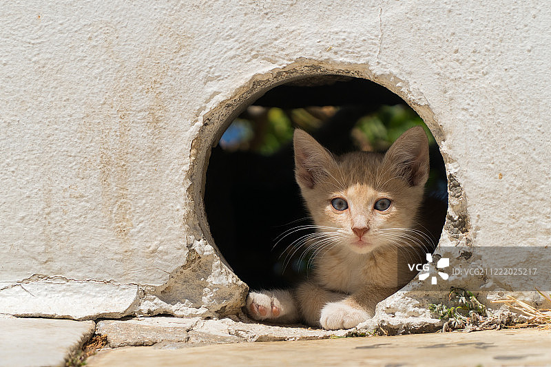 希腊流浪猫图片素材