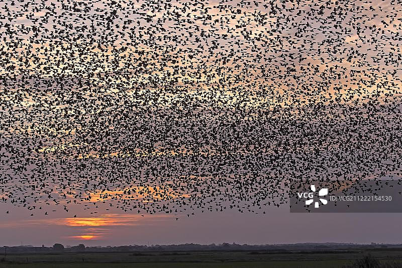 欧洲，丹麦，红色夜空中飞翔的椋鸟群图片素材