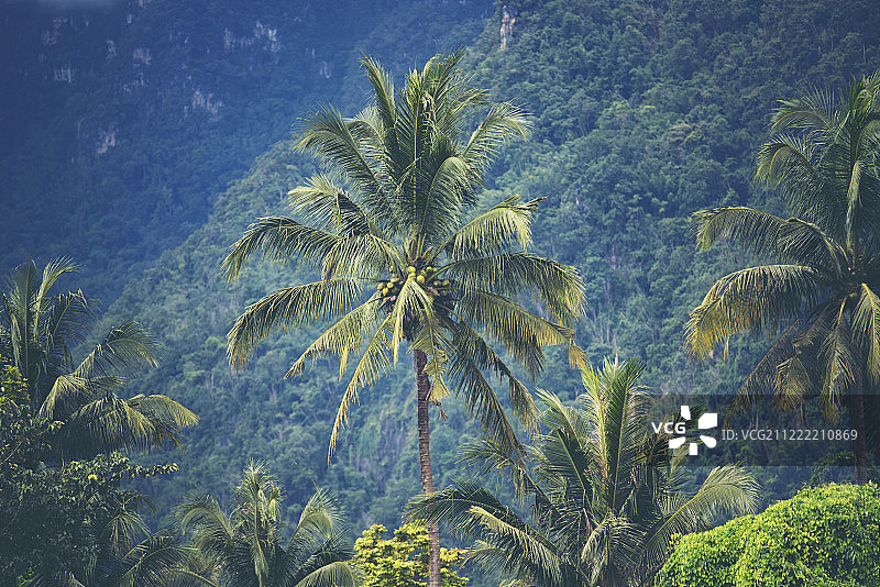热带森林中的大树，自然景观图片素材