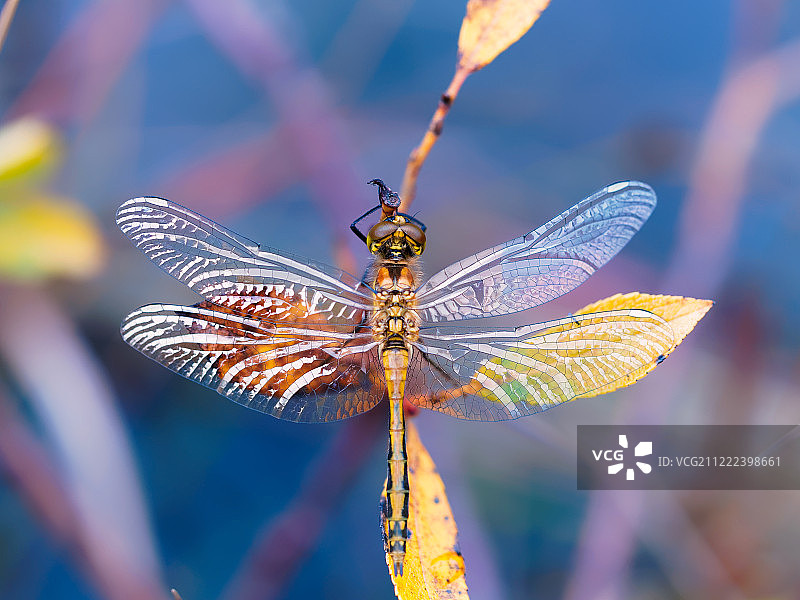 秋天的蜻蜓图片素材