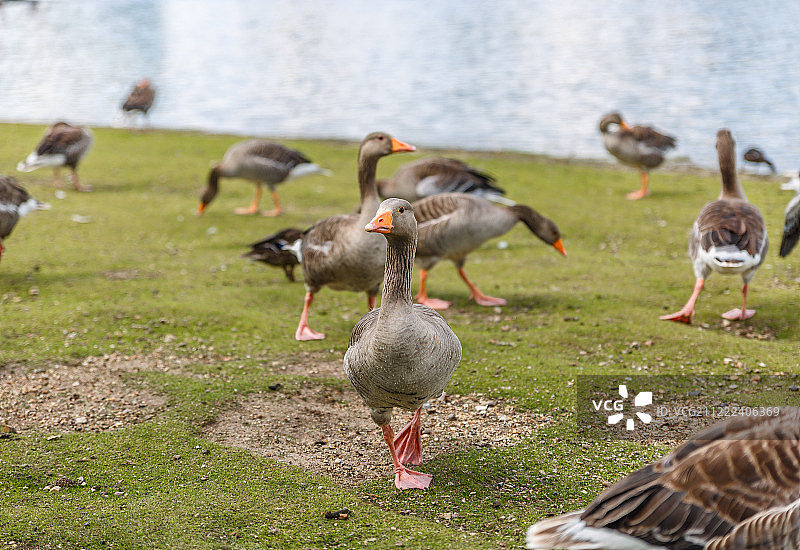 一群棕色的小鸭在河边悠闲地散步图片素材