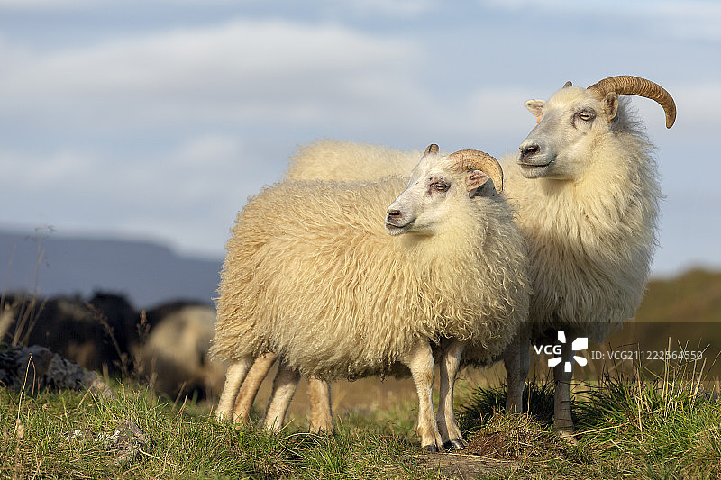 冰岛羊图片素材