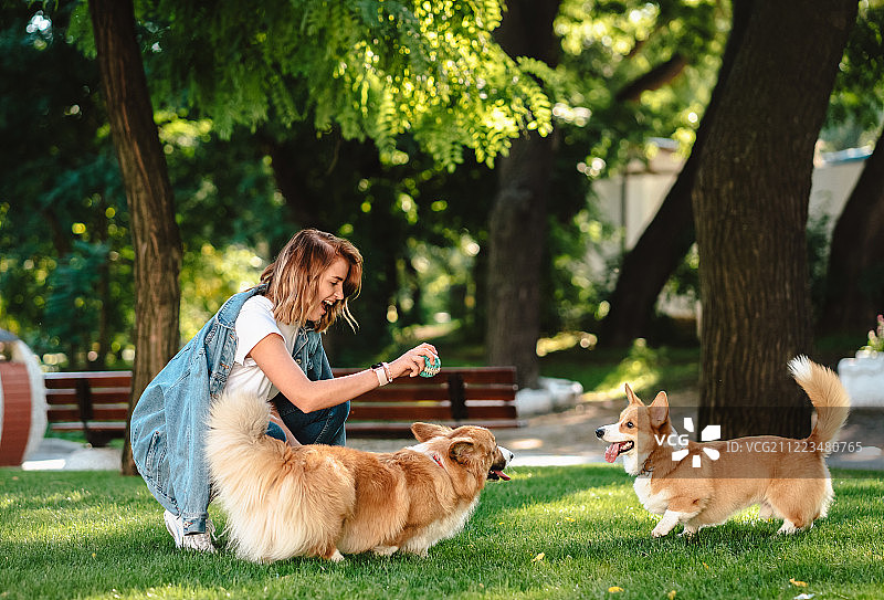 威尔士柯基犬彭布罗克在狗公园图片素材