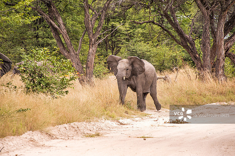 非洲肯尼亚大象图片素材