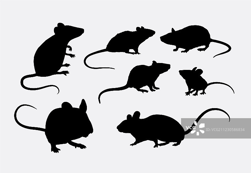 老鼠和老鼠的剪影图片素材