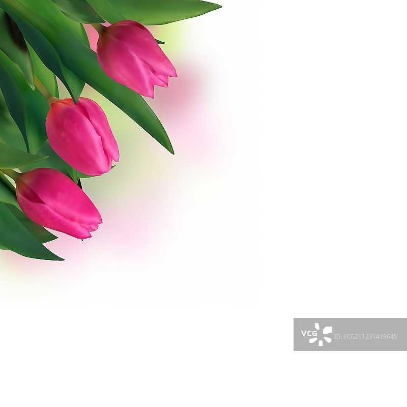 近距离粉红色郁金香孤立在白色。图片素材