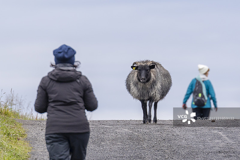 冰岛弗拉特利岛，一只羊和两个人走在路上图片素材