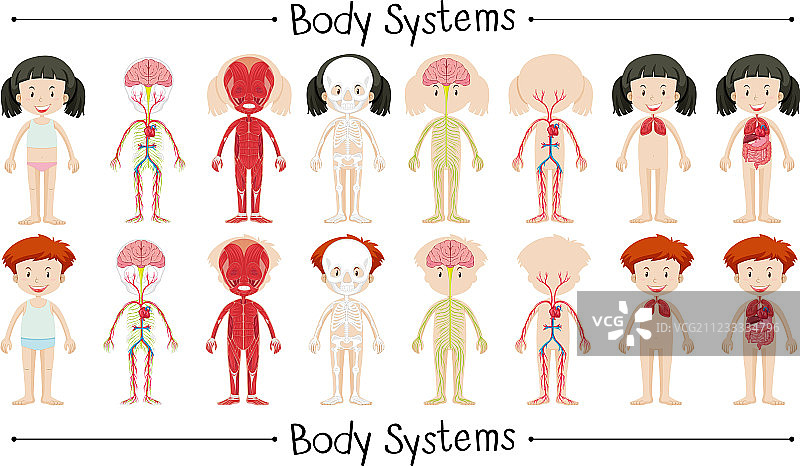 男孩和女孩的身体系统图片素材