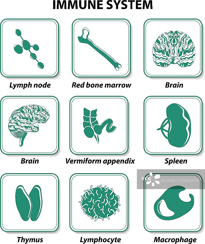 免疫系统图标图片素材