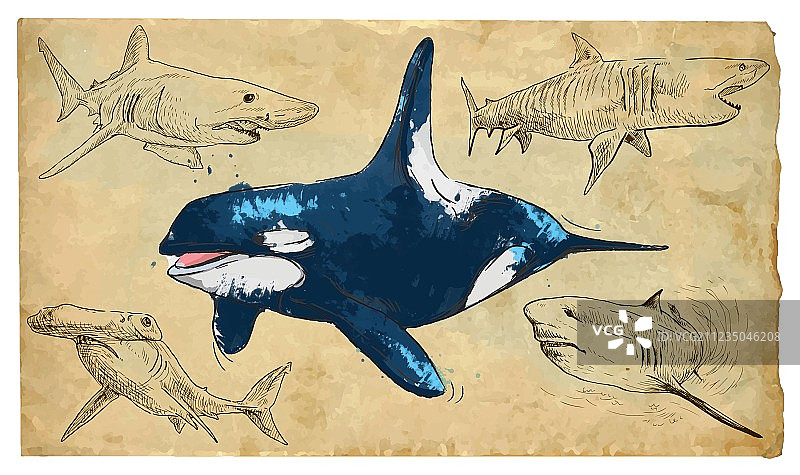 动物主题海洋捕食者图片素材