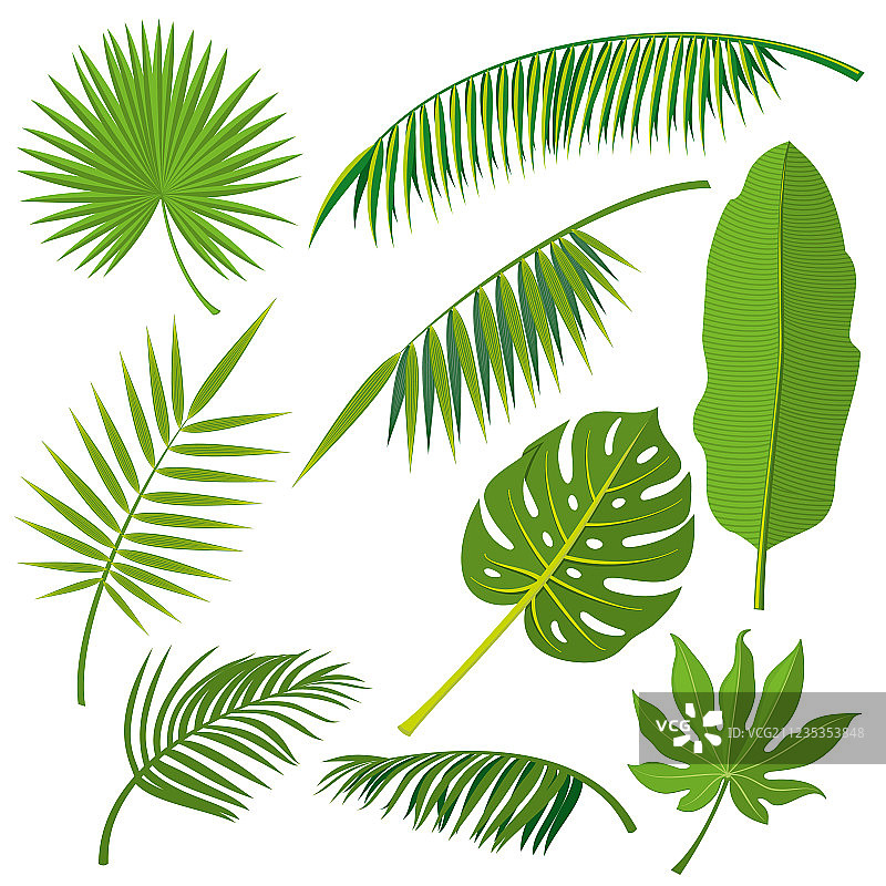 热带棕榈树丛林的叶子图片素材
