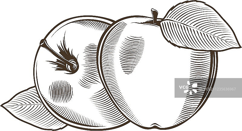 复古风格的苹果线条艺术图片素材